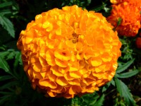 /album/marielundsnytt/a2007-0628midsommar0100-jpg/