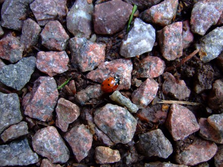 En nyckelpiga på vandring
